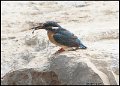_9SB8386 common kingfisher with fish